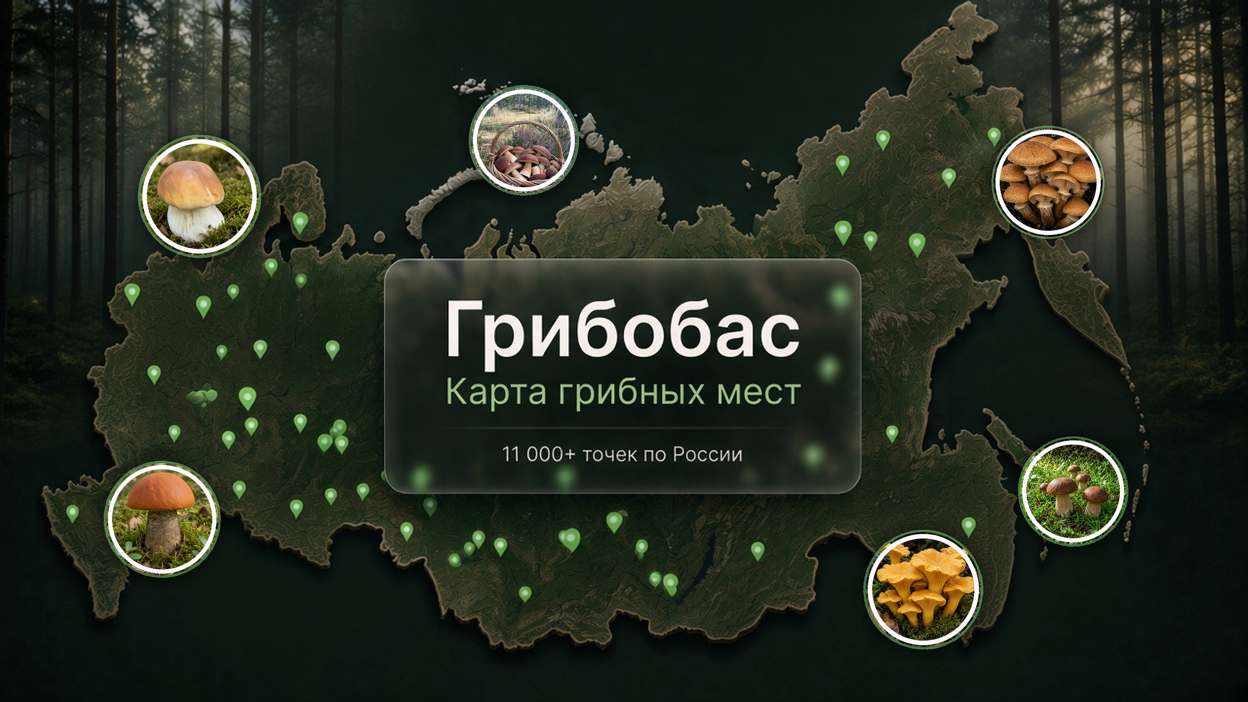 Карта грибных мест Грибобас Локатор
